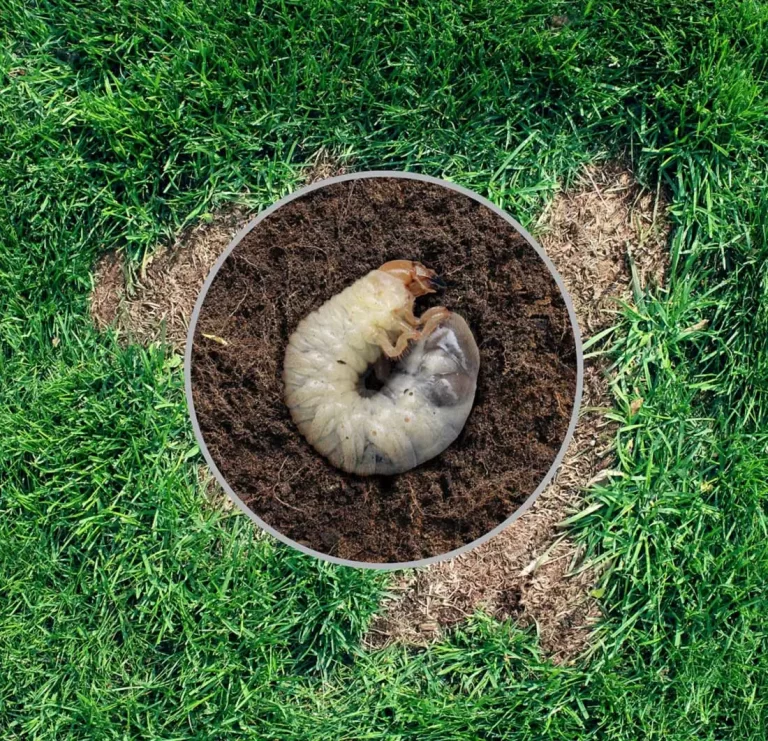 A grub larva shown curled up in the soil just under the grass.