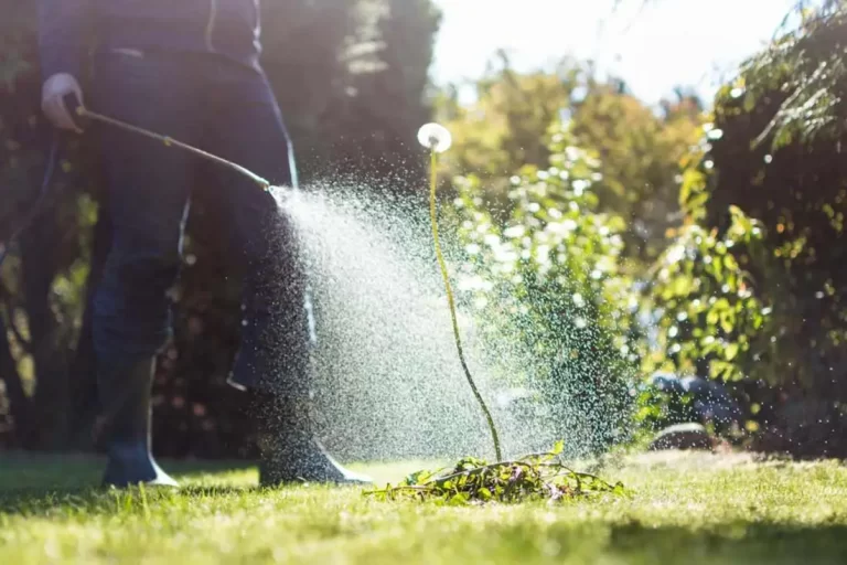 A technician sprays weed in a lawn ensuring a lush and green lawn