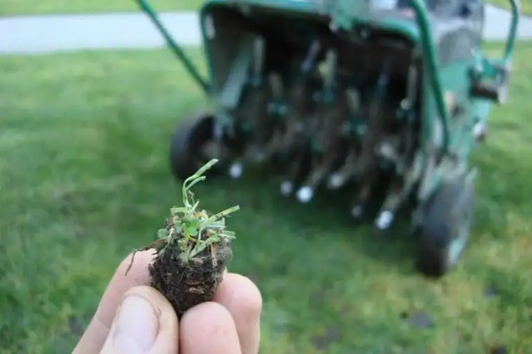 A hand holds of an aeration plug in front of an aeration machine that is treating a compacted lawn.