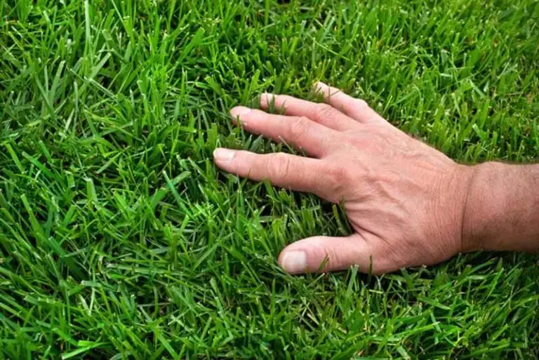 A hand passes over a nicely mowed lawn.