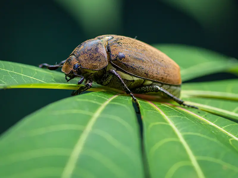 European Chafer