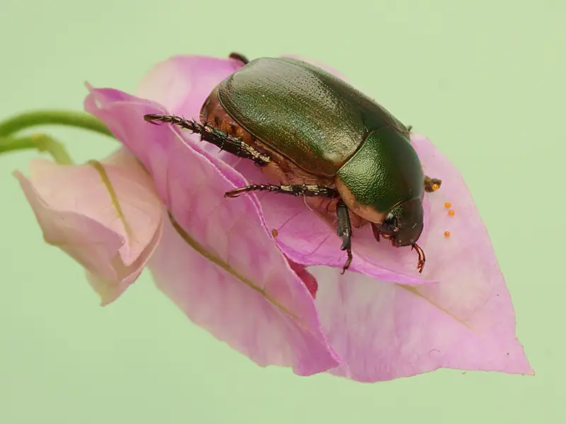 Green June Beetle