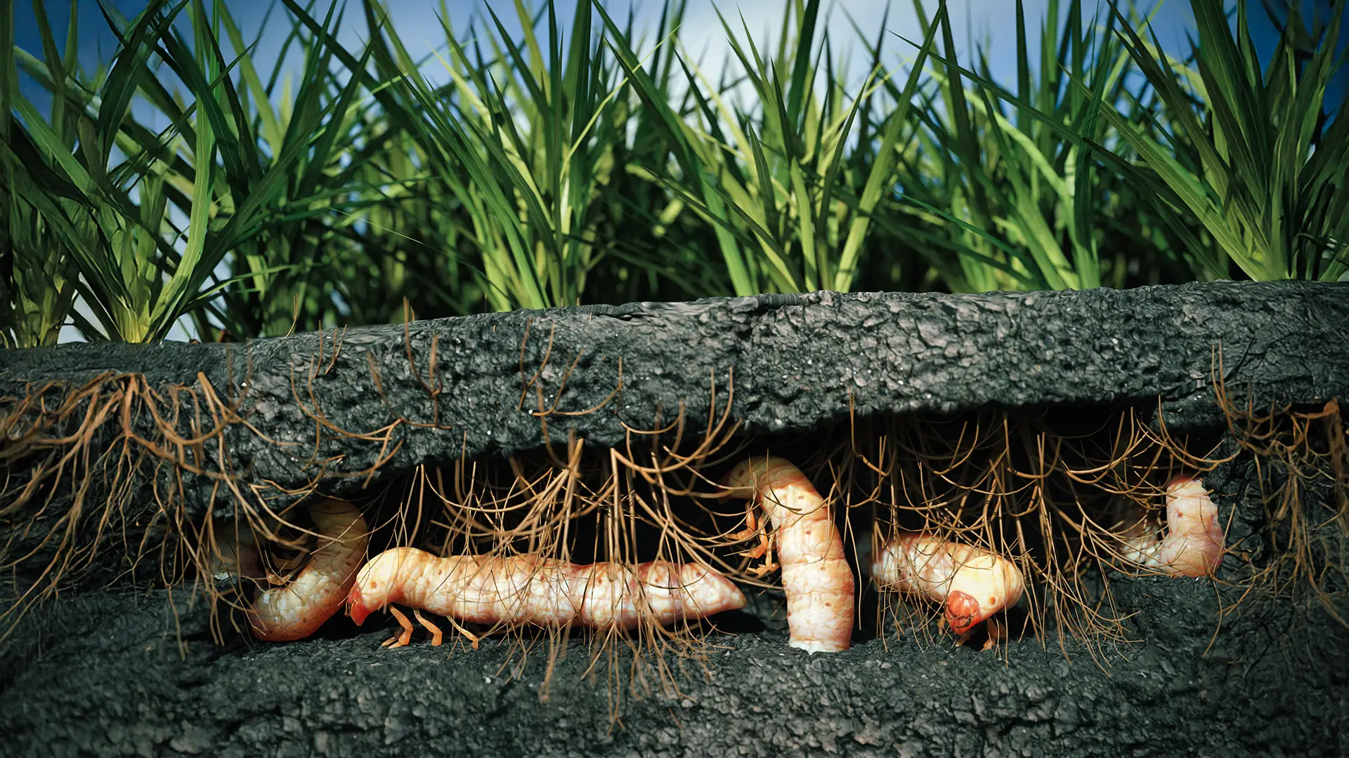 C-shaped lawn grub in soil