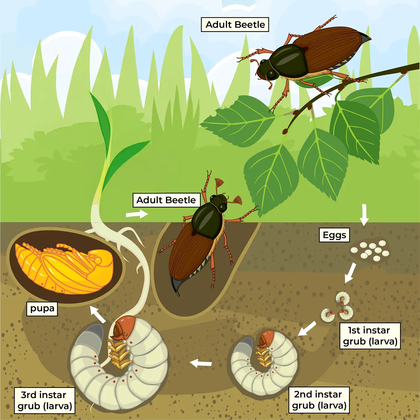 Grub Treatment Timeline
