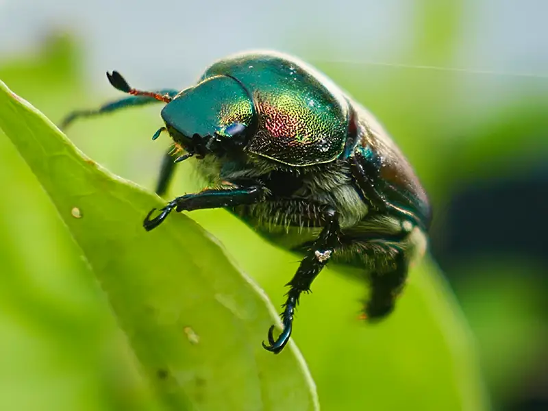 Japanese Beetle