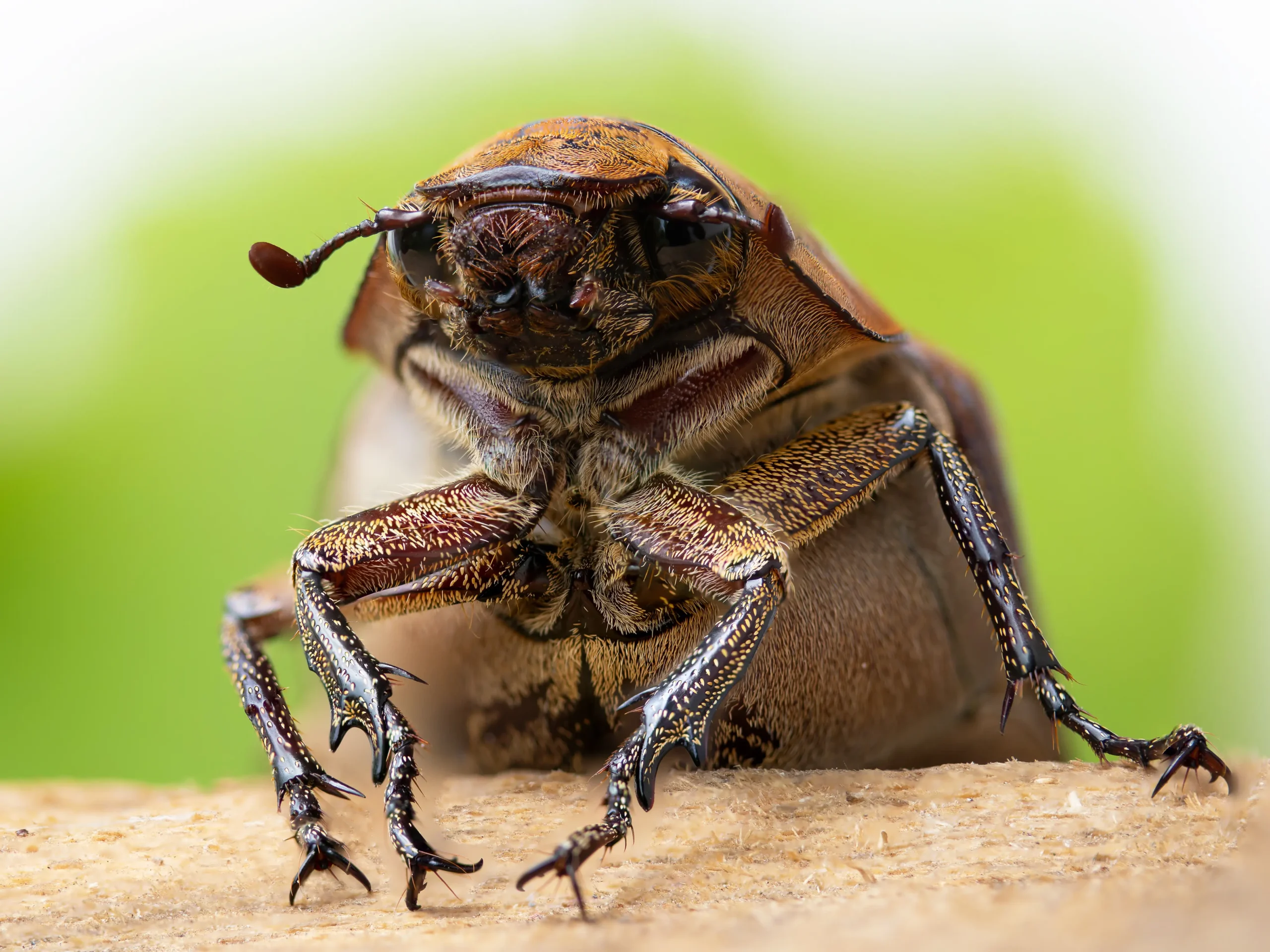 Masked Chafer