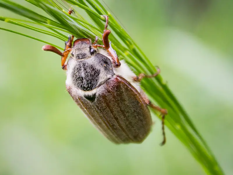 May Beetle
