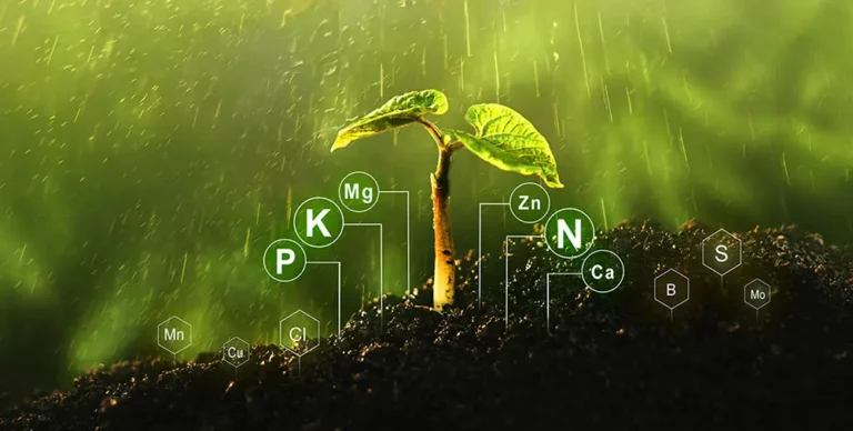 Spring lawn fertilization with rain forecast symbols for healthy turf growth