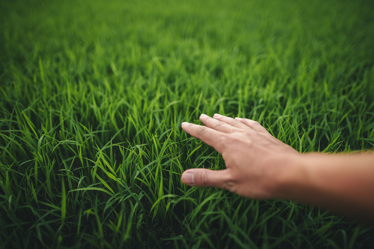 Healthy lawn after fertilizer treatment