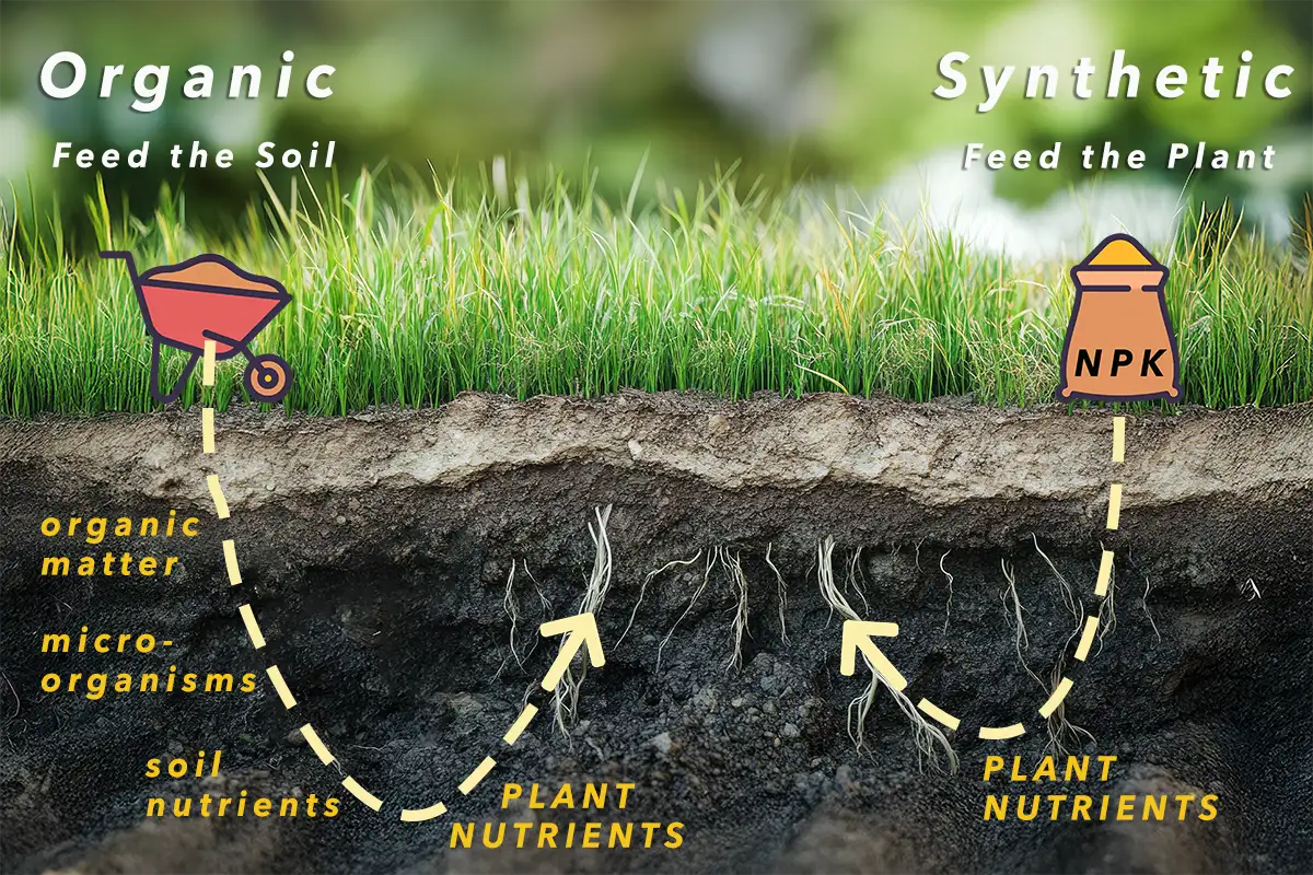Organic vs synthetic fertilizer diagram